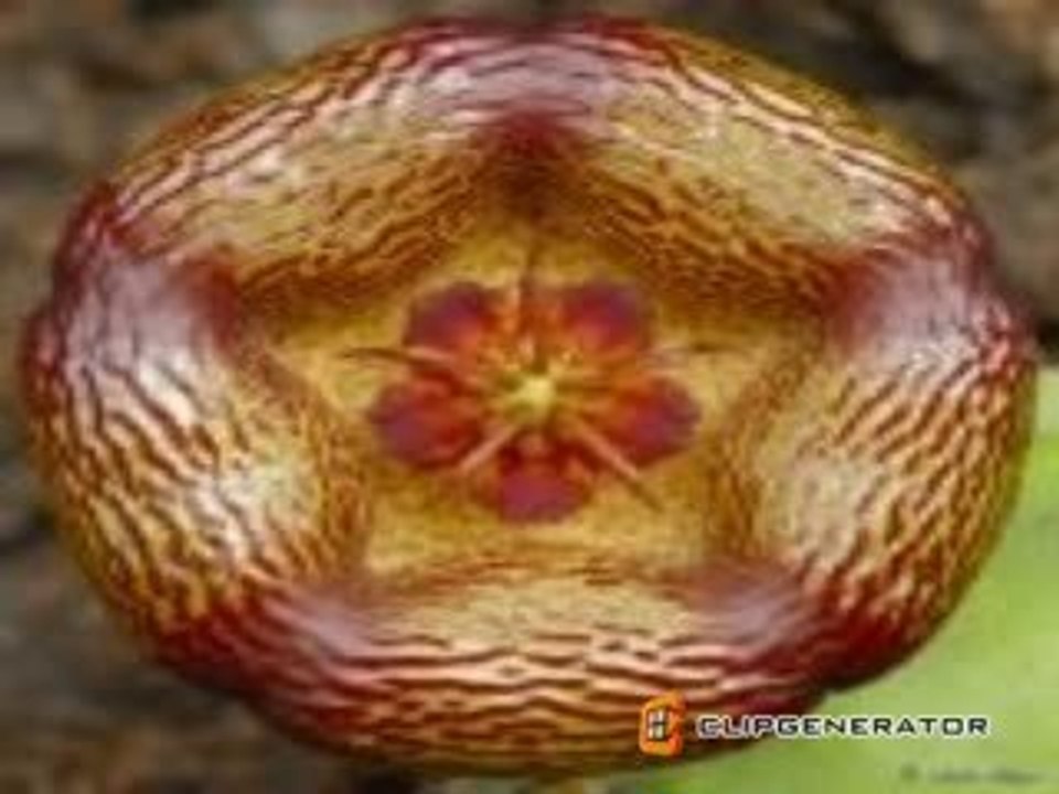 WOW Flowers