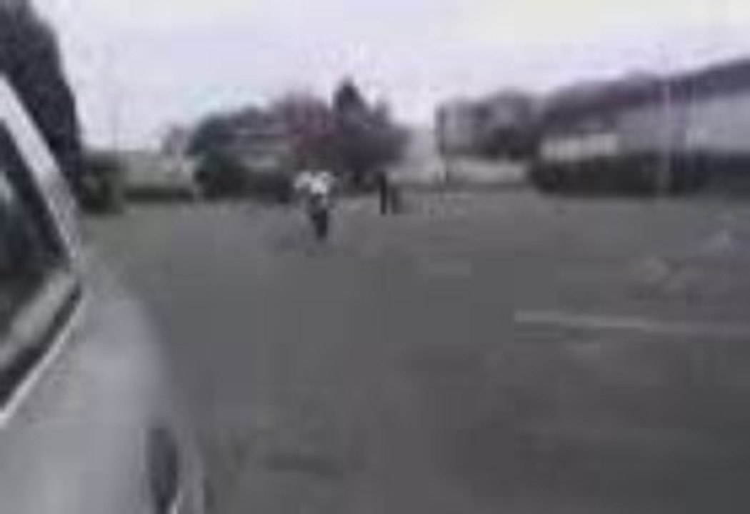 Chien de hamoudi en 65kx