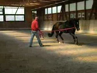 Sirius an der Longe