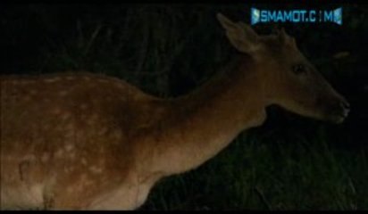 "Hunting " part of the African Ghost aka the Torch-Eye Owl