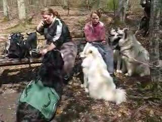 PIC NIC EN FORET DE MONTARGIS