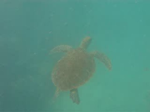 55 Cairns snorkeling barriere de corail en mode sous marin