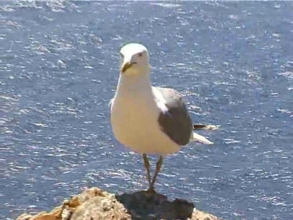 Les Ailes de Léonard