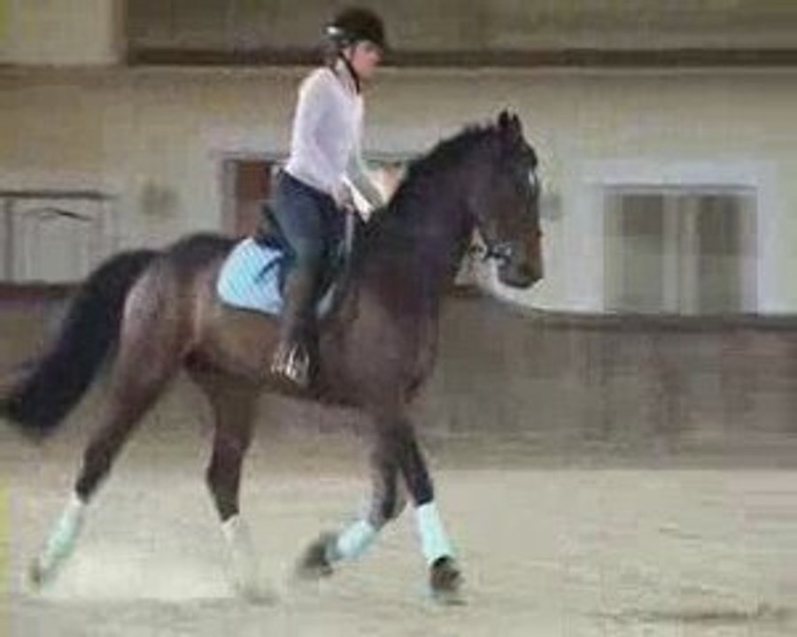 Cours DG dressage pour Philou le trotteur