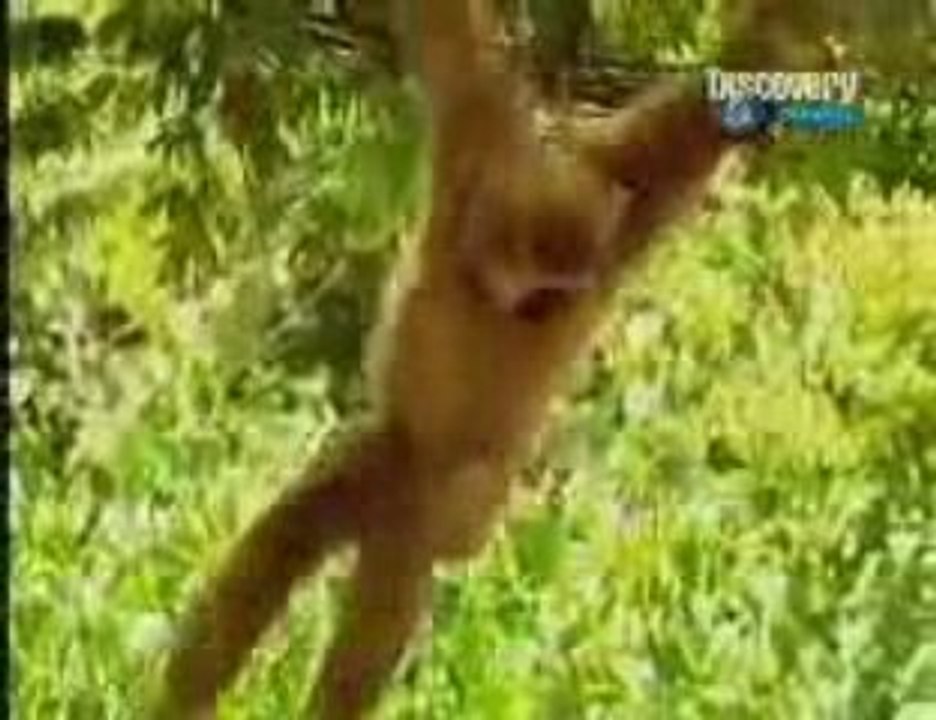 mdrrrrrrrr (tigre vs singe )