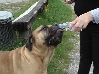 Drinken in Lago di Idro