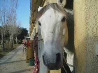 Centre Equestre La Gourmette Vauclusienne