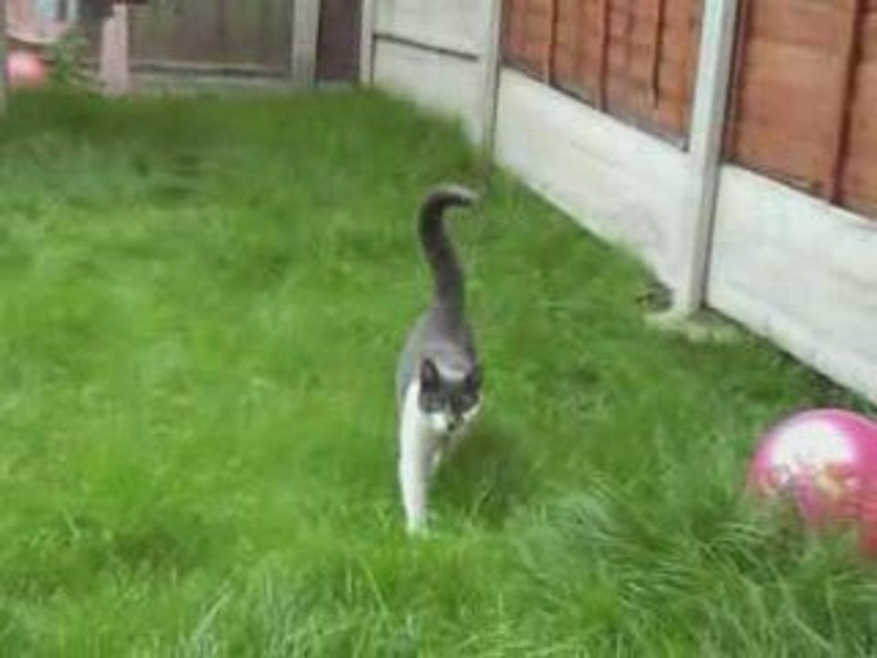 Quand-chat-attaque