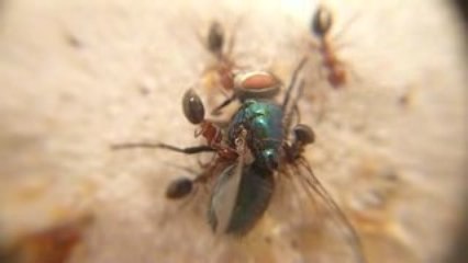 CAMPONOTUS LATERALI avec une mouche