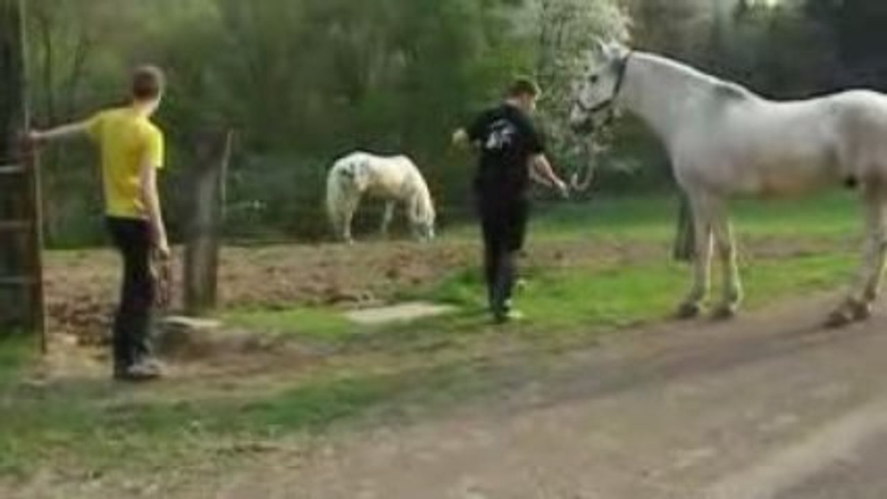 15-04-2009 Rom & Raph conduisent leurs chevaux au pré