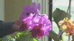 Tracy Porter Gardening VIDEO - Collecting Orchids