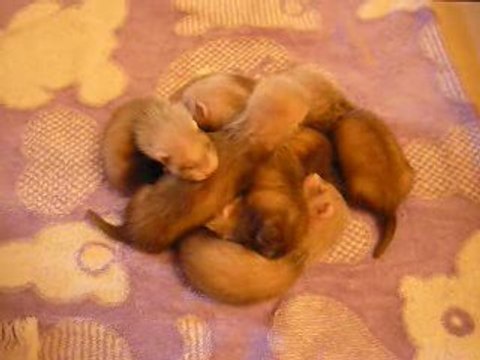 Vidéo bébés furets 27 jrs
