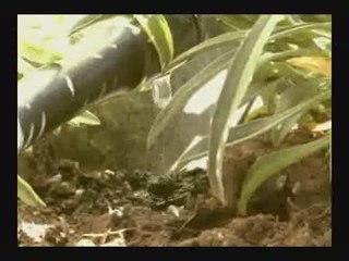 Drip Irrigation - Calculating Your Flow Rate