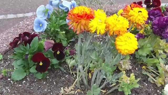 Petites fleurs petites fleurs