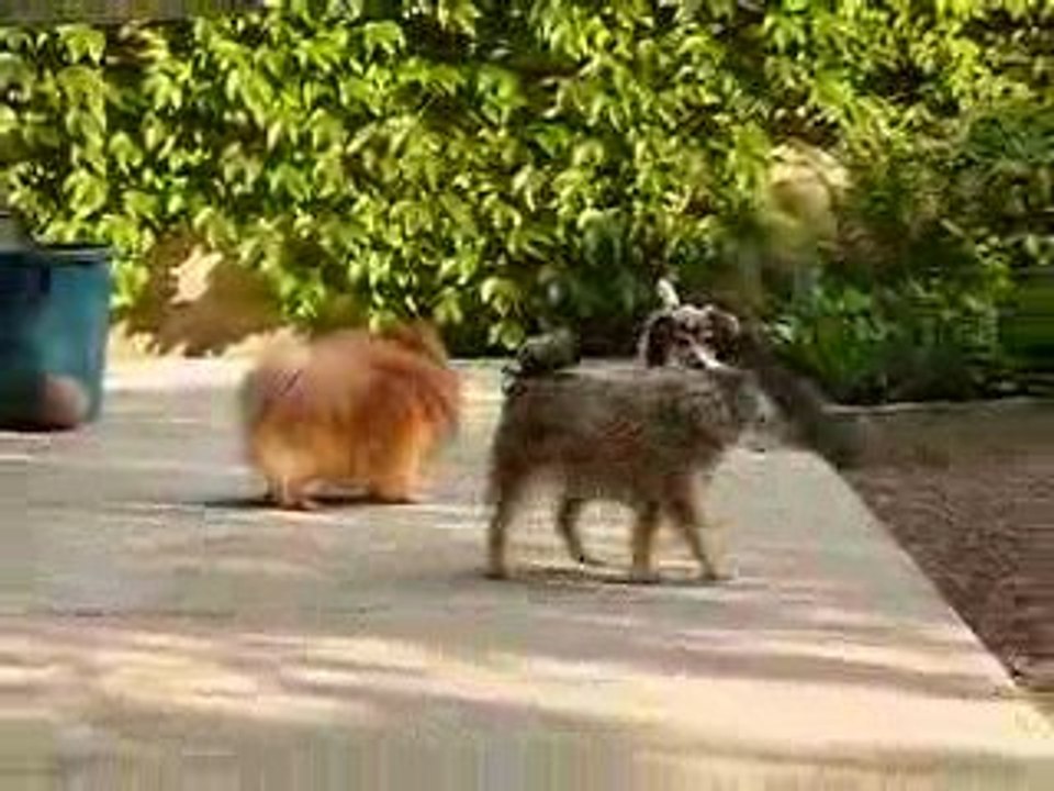 Chiens rescapés