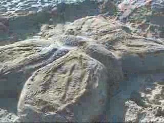 Sand Castles Jacksonville Beach Florida