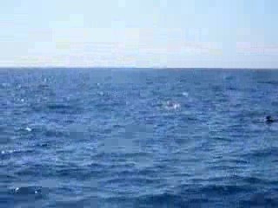 Vidéo de dauphins sur le chemin de la Gabinière