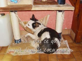 La petite lanka dans la prairie