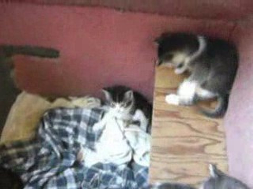 Kitten falls off ledge in cat church