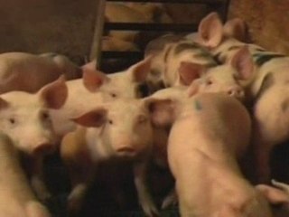 Swine flu reaches Britain