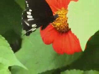 les petit papillons