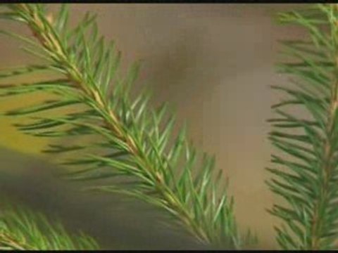 If These Trees Could Talk - From Roots to Needles