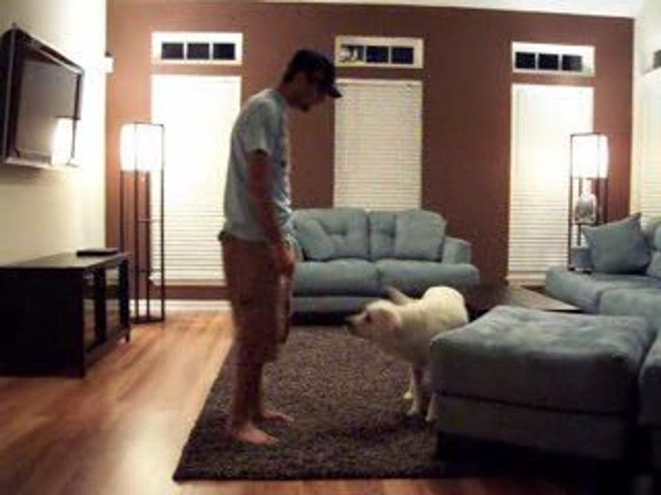 Labrador training demo