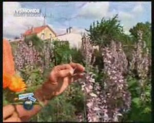 Cuisine des fleurs - Pierrette Nardo - TV5Monde