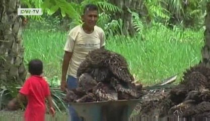 Global 3000 | Peru: Struggle Against Cocaine Cultivation