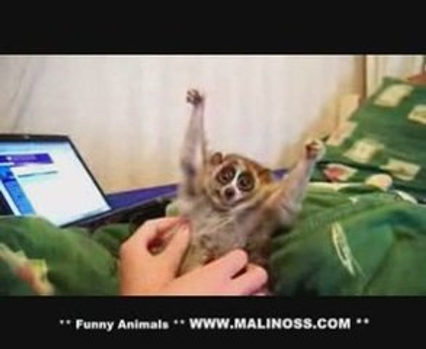 Slow loris loves getting tickled