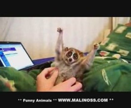 Slow loris loves getting tickled