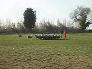 Stage troupeau Pitt 2009 1