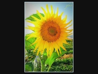 Asik Imami Sari Cicek