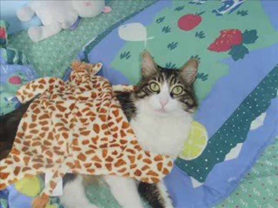 Exclusivement mon Chat