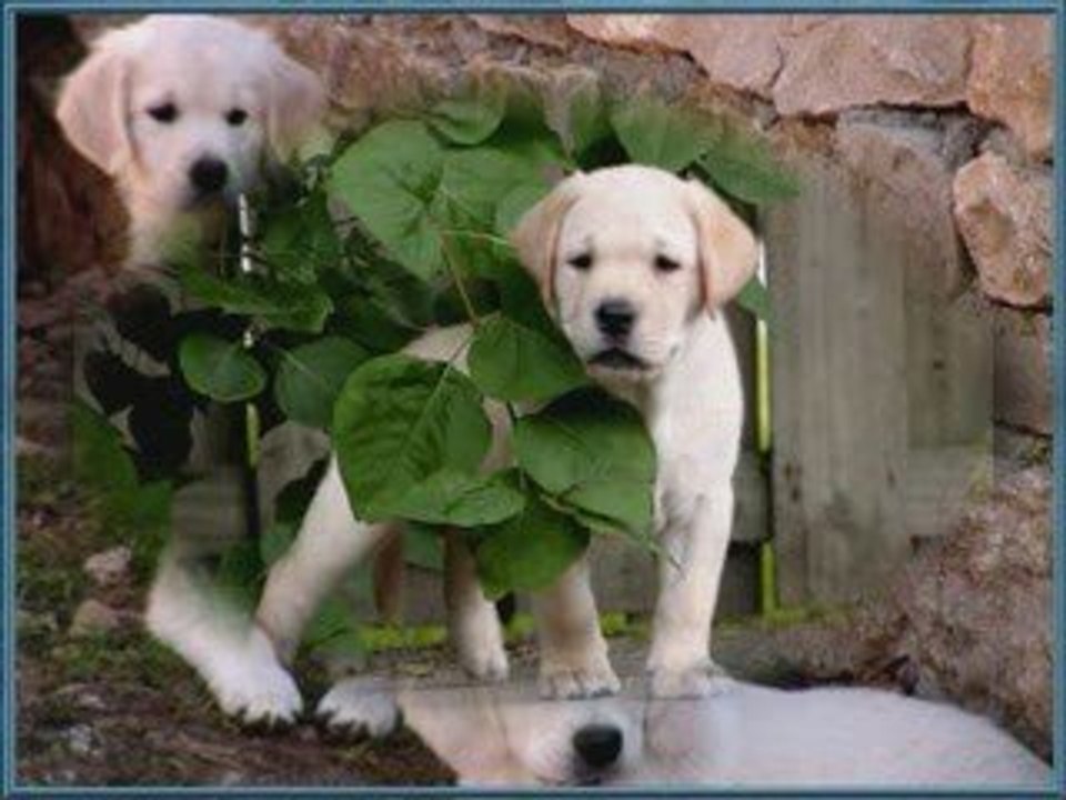 CHIENS_0001
