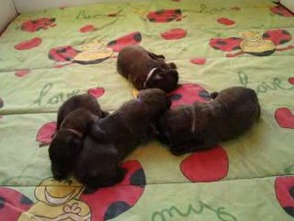 Video1 BB 28 avril 2009 025