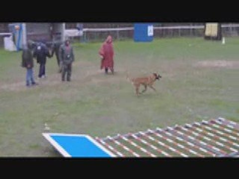 CCF Club Canin Forezien-Chicos du Calvaire aux Acacias.Part1