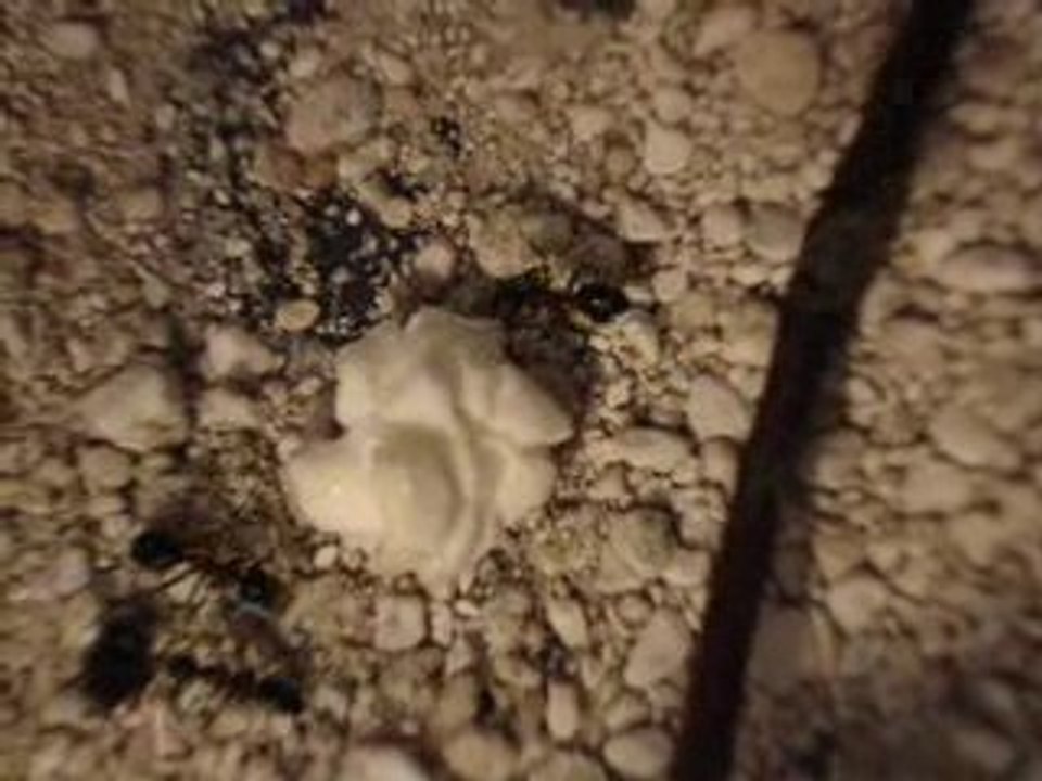 Camponotus Ligniperdus