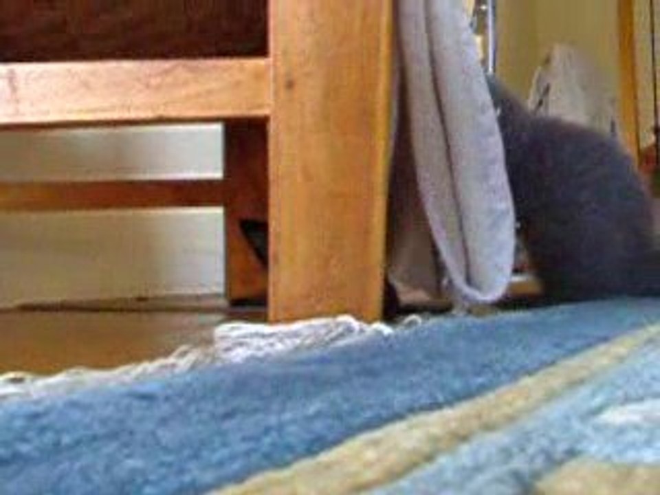 les chatons en pleine forme