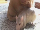 Rat loves cat