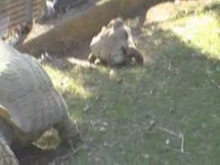 Rencontre de Tortues