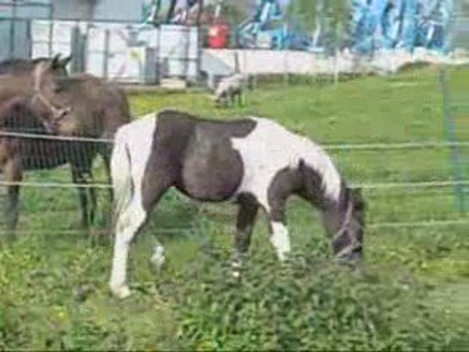 Jeriko soso plus les juments en prairie