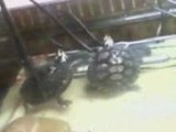 Mes tortues