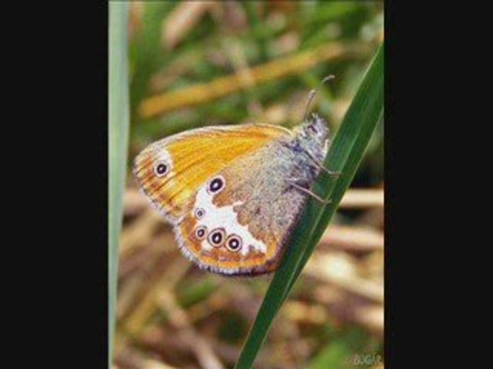 Beautiful love by Viktor Séthy