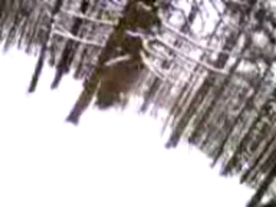 Snowboard en forêt à La Bresse, Vosges