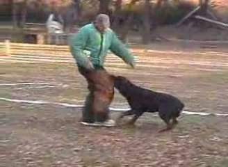 Didgit Défense du maître