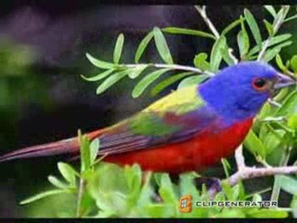 Colorful Birds