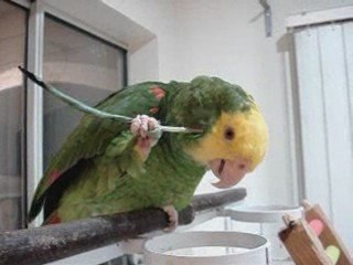 Parrot-Powered Tool for Enhanced Tasks 🦜