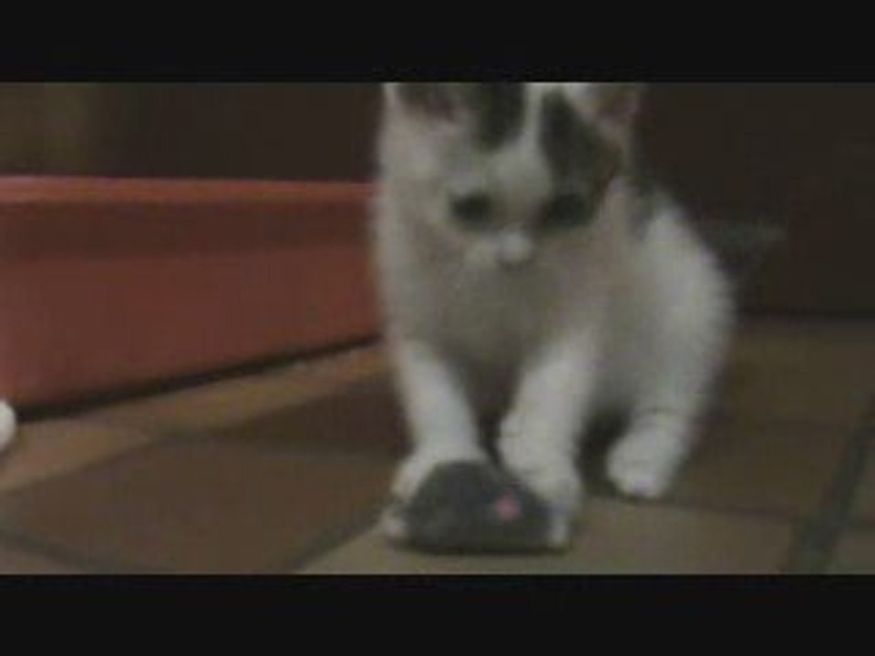 Chaton Toxique / Toxic Kitten