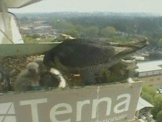 Endangered peregrine falcon chicks premiere